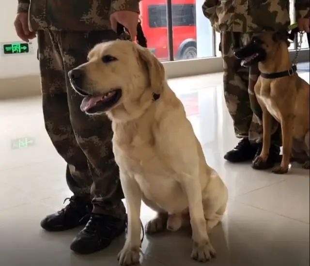 原來搜救犬也怕醫生，見到醫生後，撒潑打滾，實在太可愛了 寵物 第4張