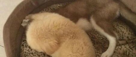 朋友旅游把哈士奇放我家，家里金毛醋意大发，把哈士奇撵出去