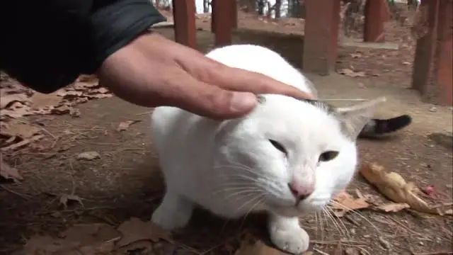 貓咪被遺棄在山裡，等待三個月不見主人回頭，終被好心人收養 寵物 第4張