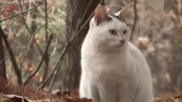 貓咪被遺棄在山裡，等待三個月不見主人回頭，終被好心人收養 寵物 第3張