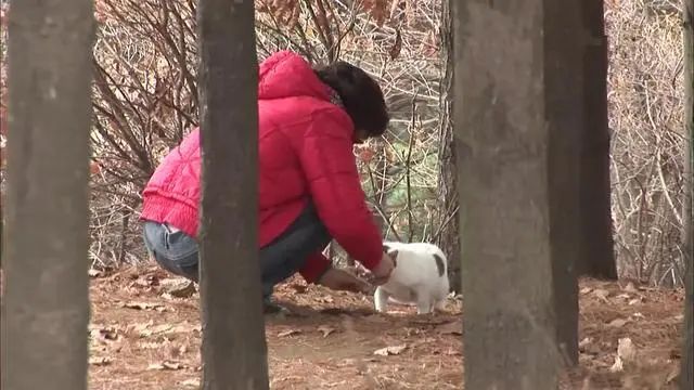 貓咪被遺棄在山裡，等待三個月不見主人回頭，終被好心人收養 寵物 第11張