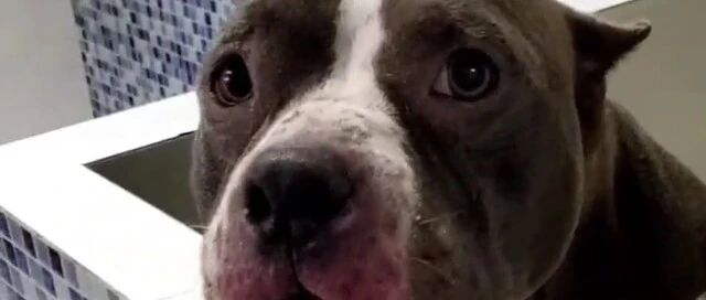 价值万元的恶霸犬，被遗弃室外，主人啥家庭，家里有矿？