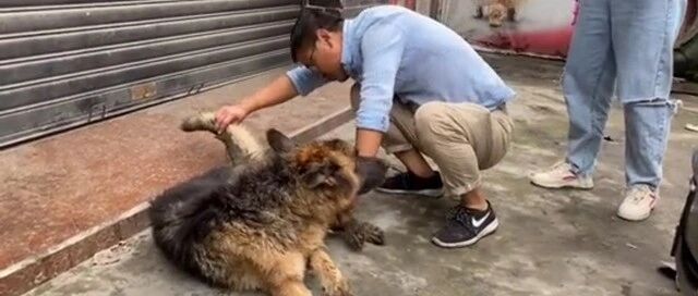 忠犬无名，主人离世，德牧死守店铺，被饿到骨瘦如柴，也不愿离去
