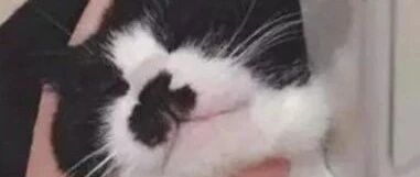 铲屎官准备帮喵星人洗澡，但是它的反应却让主人笑喷，真的是拼死不从啊！