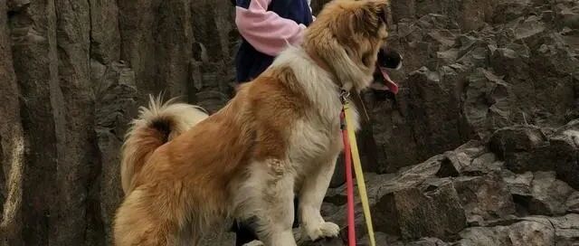 感人，狗狗把自己的食物，喂给流浪猫吃，见猫咪害怕，它躲了起来