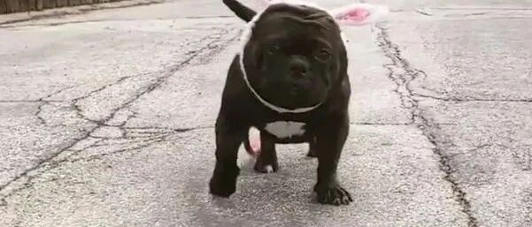 狗狗因病失去了耳朵，主人暖心照顾，给它戴上“兔耳朵”发箍