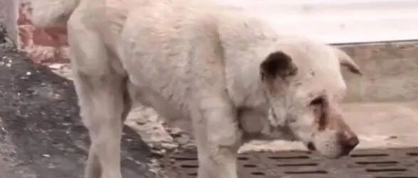 病重的狗狗在同一地点“徘徊”两年，只为寻找已经故去的主人