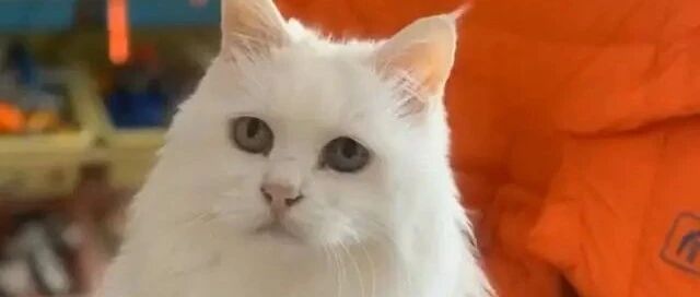 一只14岁猫咪的一生，看完泪流满面，但满满的都是爱啊！