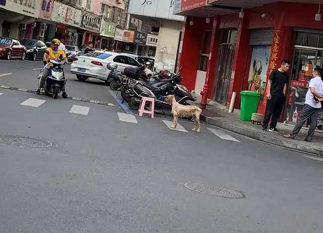 金毛痩成「排骨」被遺棄，可即使被遺棄，它依然在原地等主人 寵物 第4張