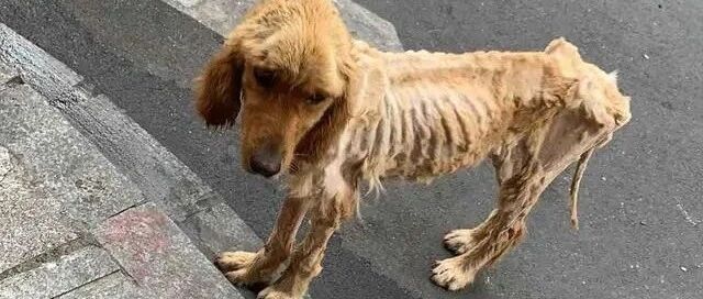 金毛痩成“排骨”被遗弃，可即使被遗弃，它依然在原地等主人