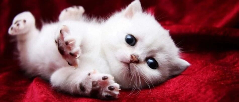 猫咪取暖器前烤火，竟烤成这副“怪模样”，主人看了哭笑不得