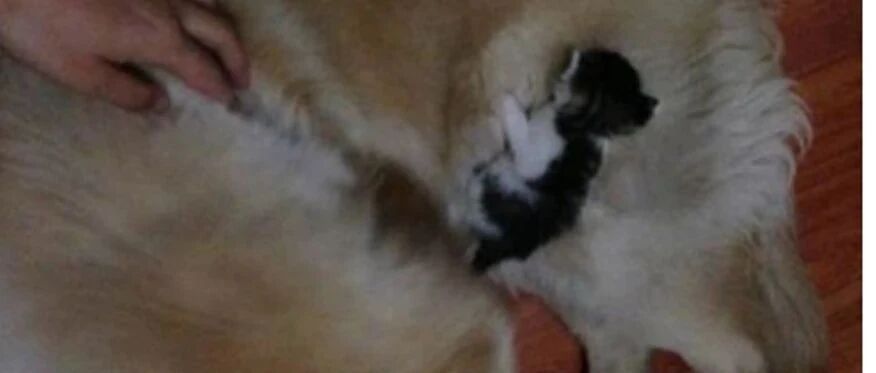 走失金毛终于回家，还给主人带回“礼物”，主人看了喜上眉梢