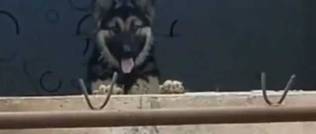 德牧被困拆迁房，好心人隔空喂食1年，它不仅活了下来还成了军犬