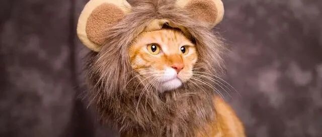 猫咪吃醋真可怕，养了新猫后，我家老猫得了“精神病”