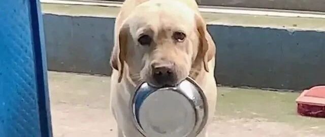 拉布拉多叼盆讨饭，被点赞60万次，网友：太可爱了，没人能拒绝