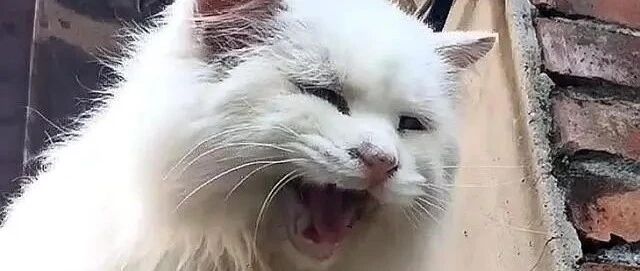 主人搬家，20岁猫咪被遗忘老宅，不带走它，到底是对是错？