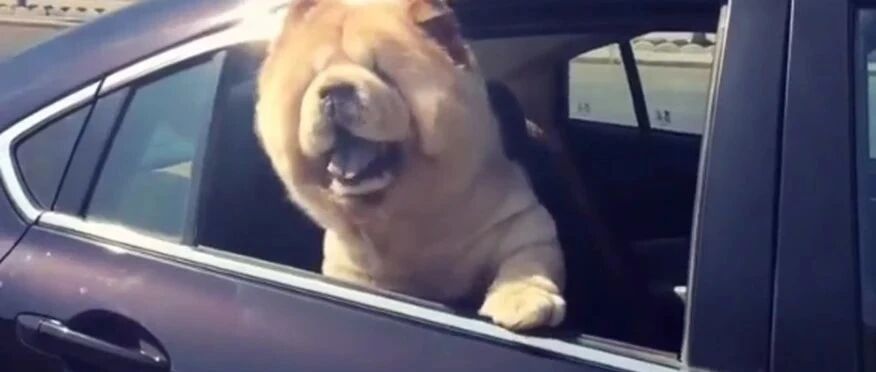 铲屎官把松狮丢在车内，头也不回假装要走，松狮的反应亮了