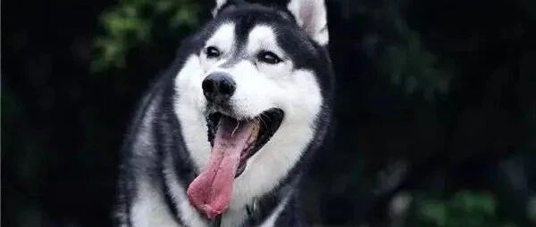 哈士奇天天犯二是真的傻吗？还是另有隐情