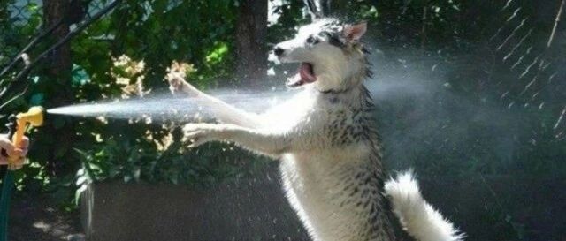 只有养了哈士奇之后，铲屎官才知道，原来真有走路不看路的狗！