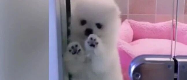 主人出差将狗狗寄养宠物店，回来接它时，狗狗一个动作令主人暖心