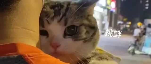 有的猫，养着养着，就把你老公抢走了……