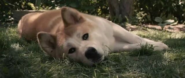 狗狗被遗弃后，在原地等待主人6年，最终被好心人收养