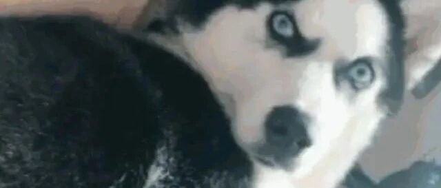 主人趁哈士奇睡着了，把小橘猫放到二哈怀里，二哈醒来瞬间蒙圈！