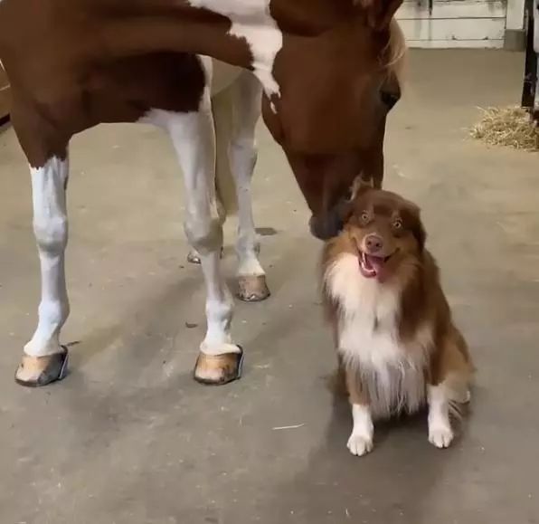 自從和馬兒成為好朋友，牧羊犬天天都能享受馬式按摩，這波賺了 寵物 第1張