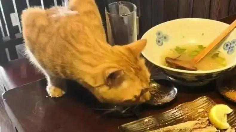 带猫咪去饭店吃饭,全程不给它吃,买完单回来看着这幕,笑哭了!-微信头条网 带猫咪去饭店吃饭,全程不给它吃,买完单回来看着这幕,笑哭了!