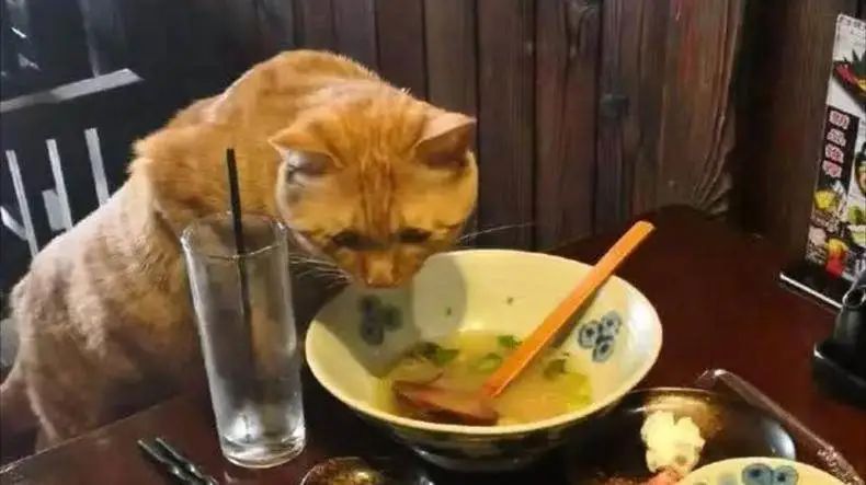 带猫咪去饭店吃饭,全程不给它吃,买完单回来看着这幕,笑哭了!-微信头条网 带猫咪去饭店吃饭,全程不给它吃,买完单回来看着这幕,笑哭了!