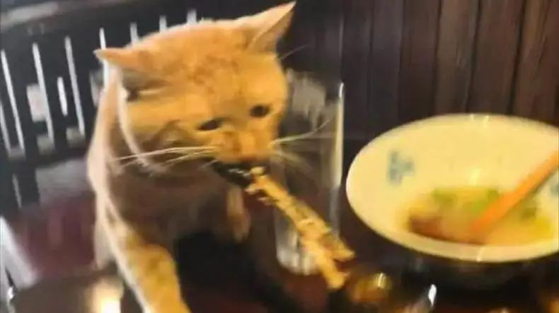 带猫咪去饭店吃饭,全程不给它吃,买完单回来看着这幕,笑哭了!-微信头条网 带猫咪去饭店吃饭,全程不给它吃,买完单回来看着这幕,笑哭了!