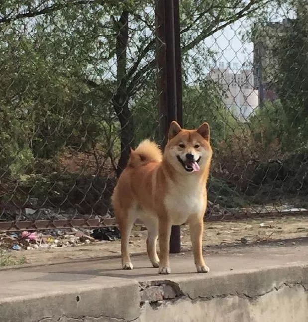 如果柴犬在外面吃垃圾怎麼辦？注意了：一定要讓它們抵制住誘惑 萌寵 第6張