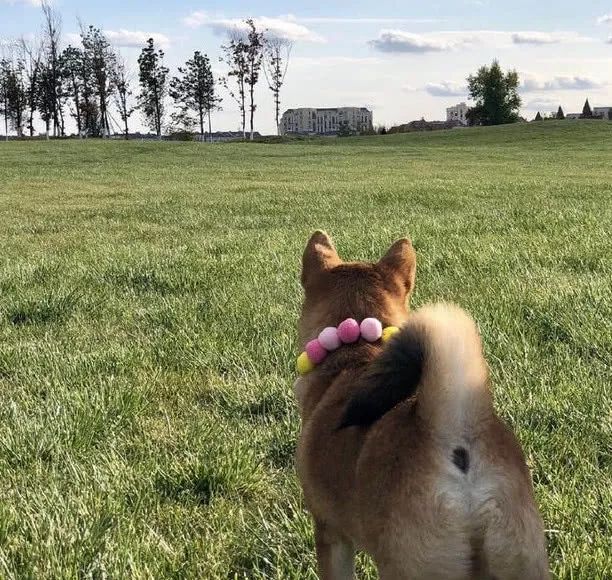 如果柴犬在外面吃垃圾怎麼辦？注意了：一定要讓它們抵制住誘惑 萌寵 第5張