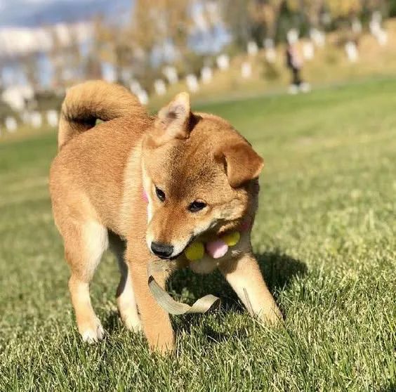 如果柴犬在外面吃垃圾怎麼辦？注意了：一定要讓它們抵制住誘惑 萌寵 第4張