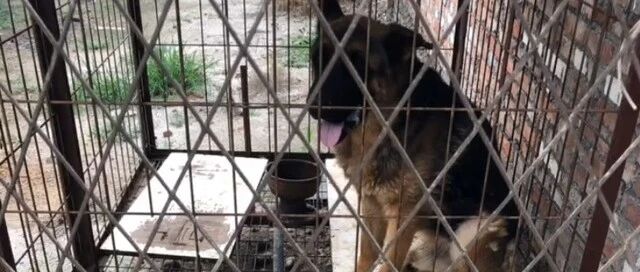 狗狗丢失7年，再次与主人相遇，它认出了主人，可主人无法带走它