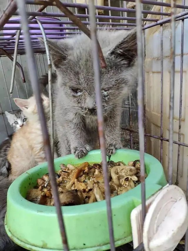 收養一條拉布拉多犬，眼見它越來越胖，幾周後收獲大驚喜 寵物 第13張