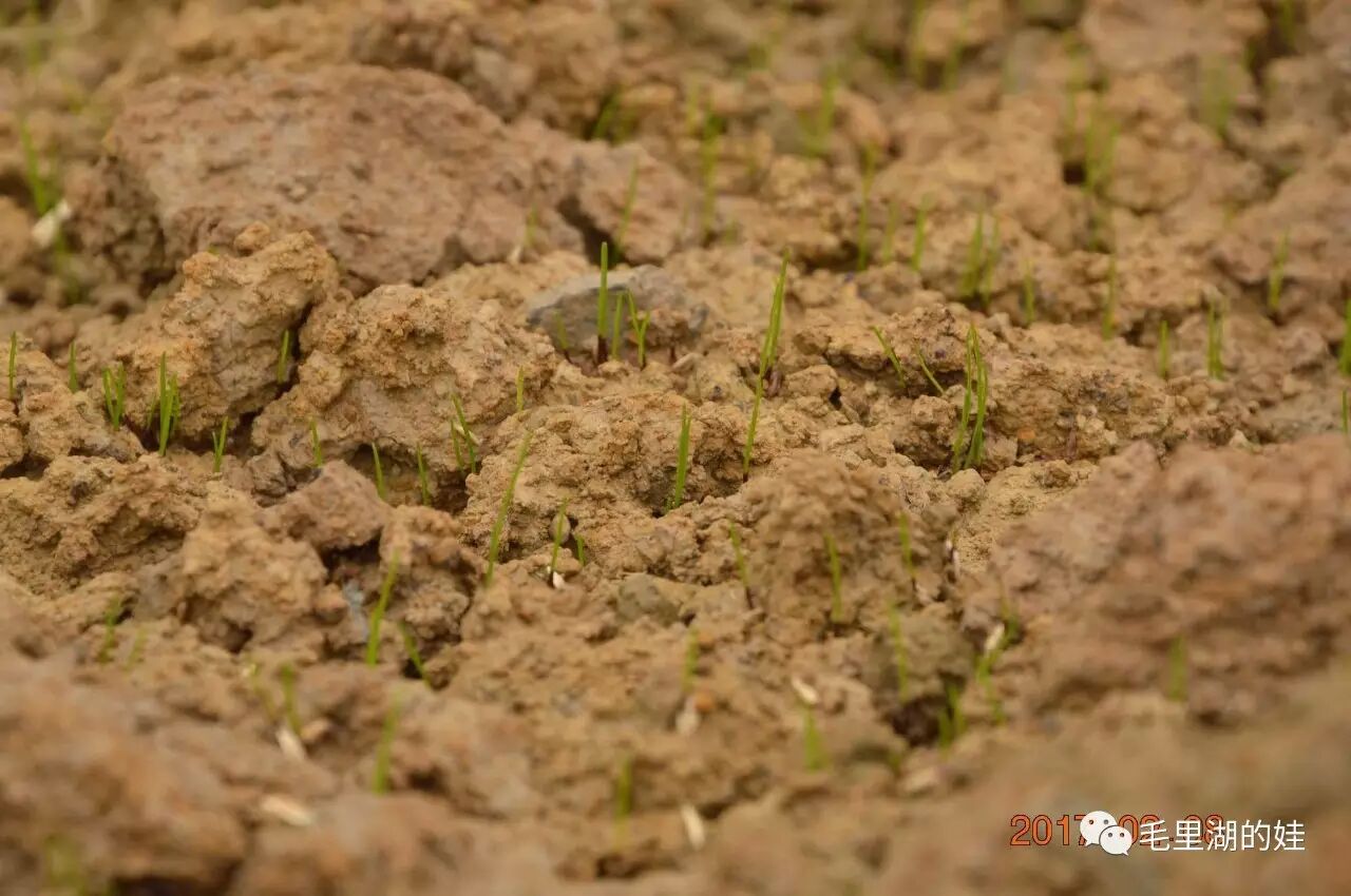 堤上的黑麦草籽已经冒出了尖尖的绿芽儿