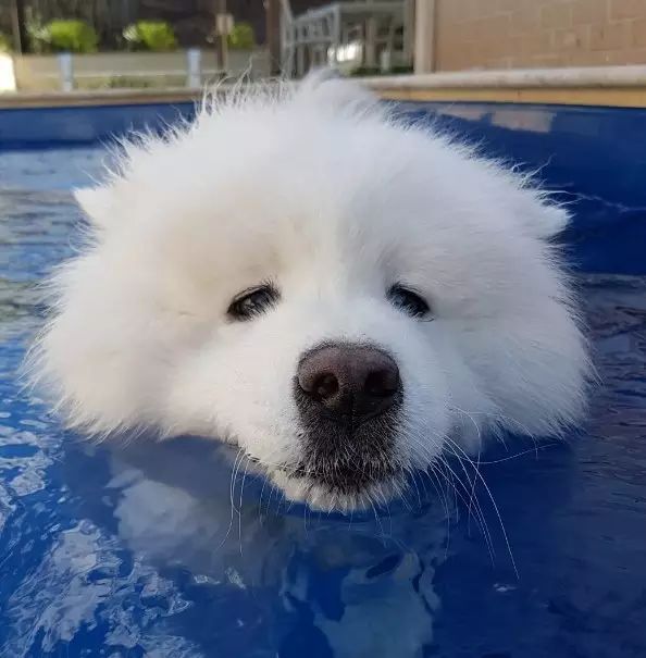 萌到爆肝的萨摩耶 我的微信头像有存货了 薩摩耶 微信公众号文章阅读 Wemp