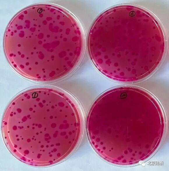 酸性樣品pH的調(diào)節(jié)對(duì)大腸菌群平板計(jì)數(shù)結(jié)果的影響