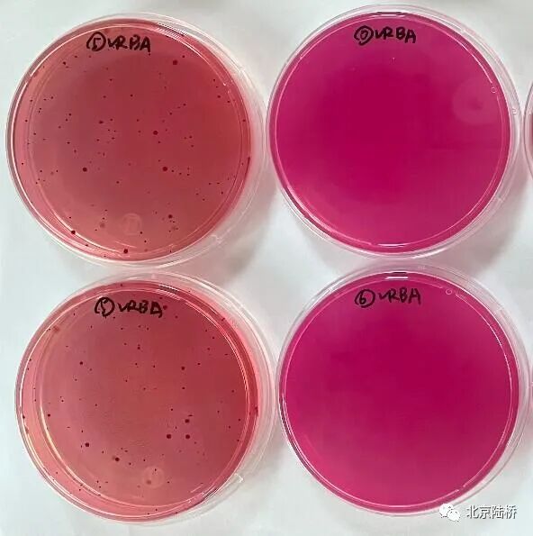 酸性樣品pH的調(diào)節(jié)對(duì)大腸菌群平板計(jì)數(shù)結(jié)果的影響