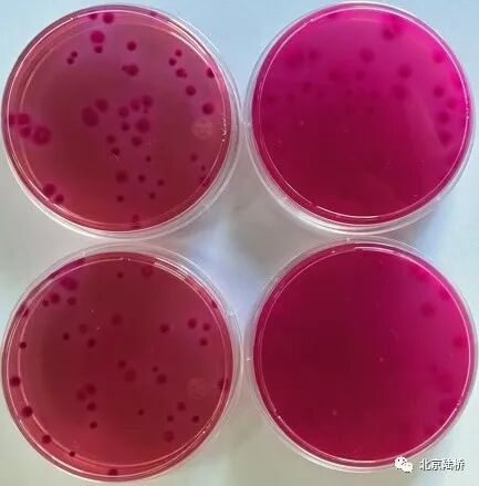 酸性樣品pH的調(diào)節(jié)對(duì)大腸菌群平板計(jì)數(shù)結(jié)果的影響