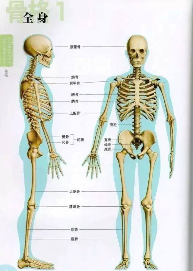 骨骼的作用 筋骨养护健康馆 微信公众号文章阅读 Wemp