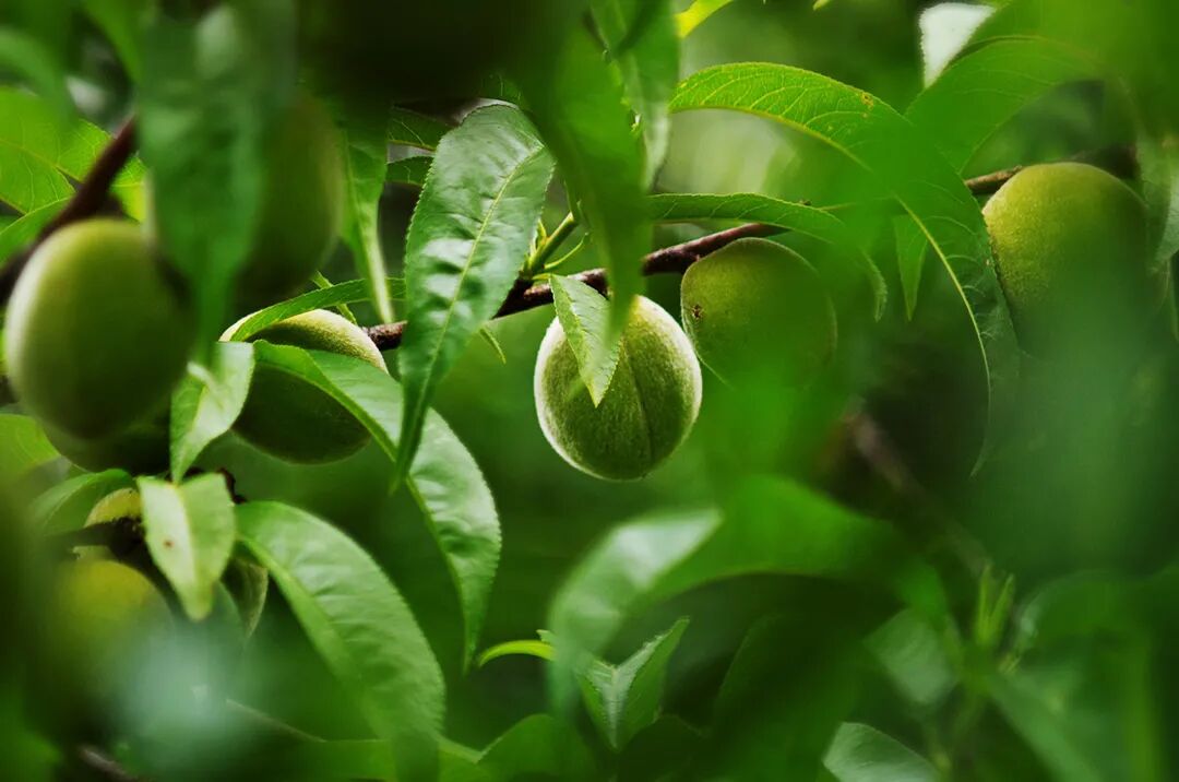 早安电台 四季花传书之六月的青桃 早安植物园 微信公众号文章 微小领
