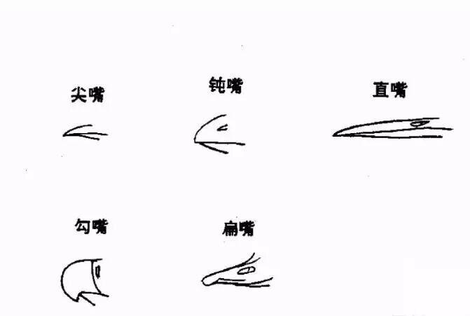 各种不同形状的鸟嘴.6.鸟类的羽翼结构.4.鸟类的躯干结构.3.