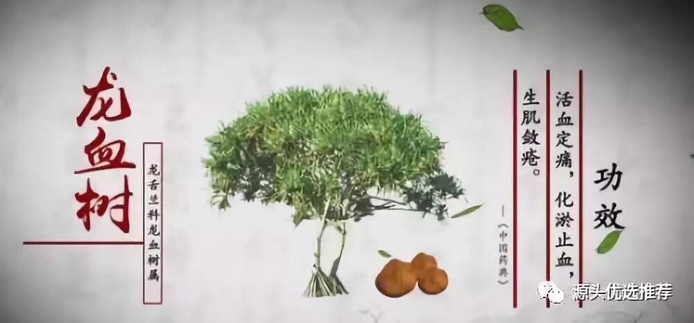 今日推荐 血竭 源头优选推荐 微信公众号文章阅读 Wemp