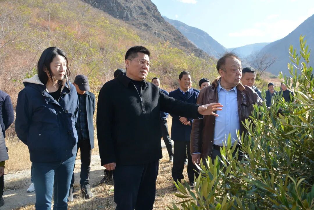 苏永忠调研油橄榄产业和巡林巡河