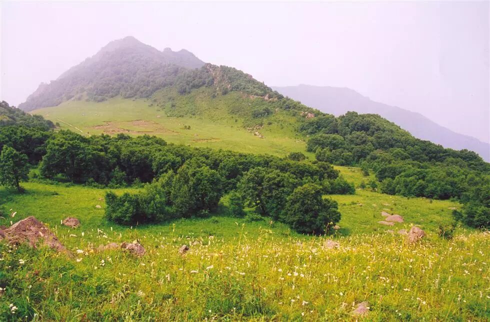 在山顶峰以下的天然次生林和灌草丛落