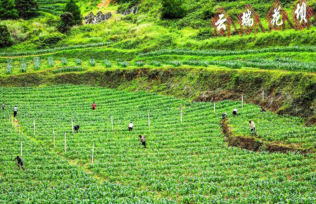 渝黔边界的乡村盛会，藏着最暖烟火与振兴力量(6)359204.jpg