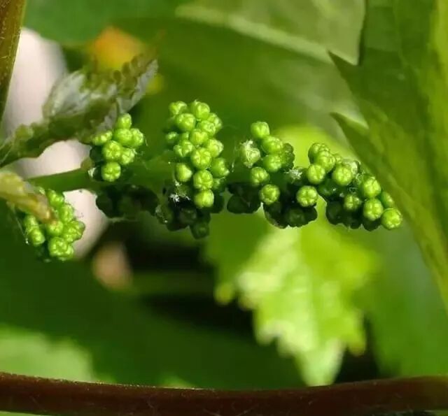 四十个疗愈者花精 晶保丽美业 微信公众号文章阅读 Wemp