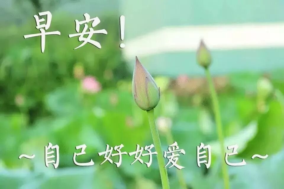 星期六清早问候亲友早上好漂亮动态表情图片 早晨好超美的祝福语句子 经典情感爱情名言 微信公众号文章阅读 Wemp